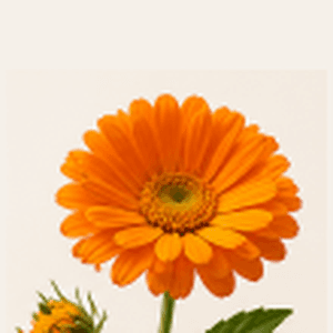 Organic Calendula Officinalis