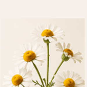 German Chamomile Flower